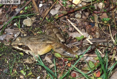 Grenouille agile