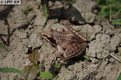 Grenouille agile