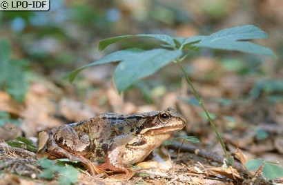 Grenouille agile