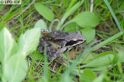 Grenouille agile