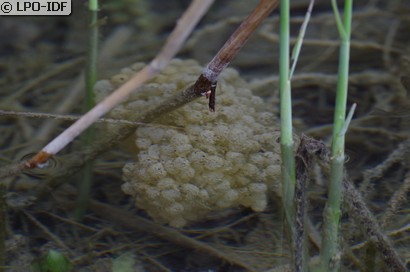 Grenouille agile