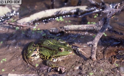 Grenouille de Lessona