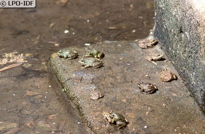 Grenouille de Pérez