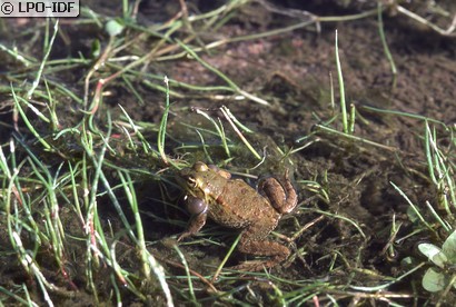 Grenouille de Pérez