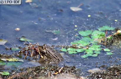 Grenouille rieuse