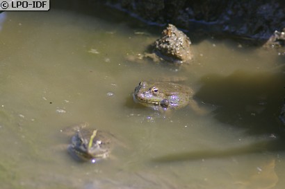 Grenouille rieuse