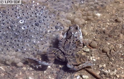 Grenouille rousse