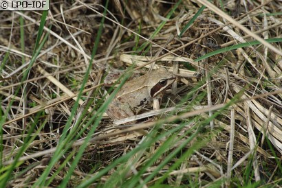 Grenouille rousse