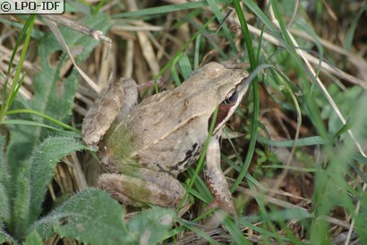 Grenouille rousse