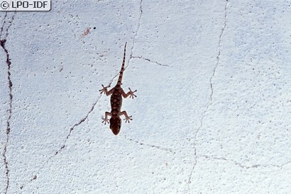 Tarente de Maurétanie