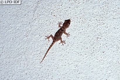 Tarente de Maurétanie