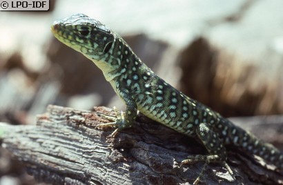 Lézard ocellé