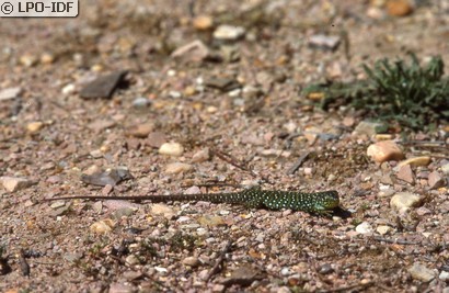 Lézard ocellé