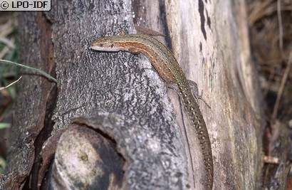 Lézard vivipare