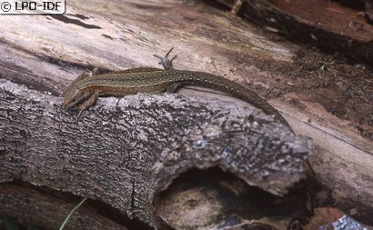 Lézard vivipare