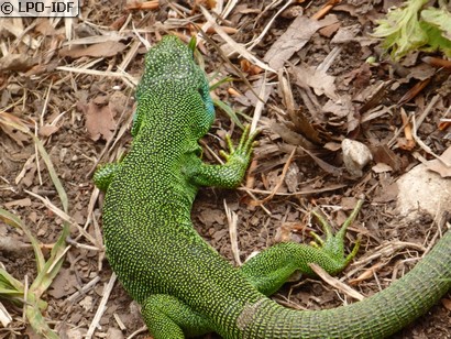 Lézard à deux raies