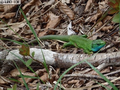 Lézard à deux raies