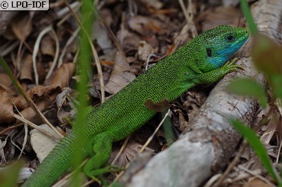 Lézard à deux raies
