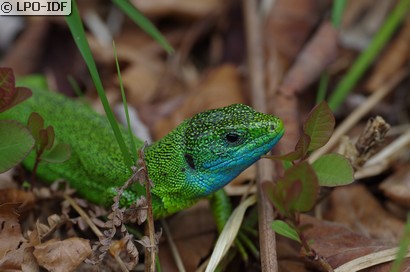 Lézard à deux raies