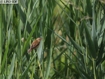 Phragmite des joncs