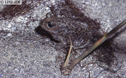 Pélobate cultripède