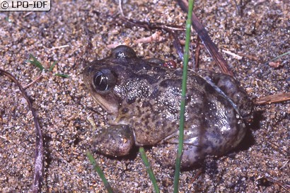 Pélobate cultripède