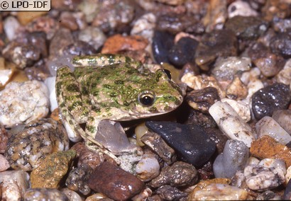 Pélodyte ponctué