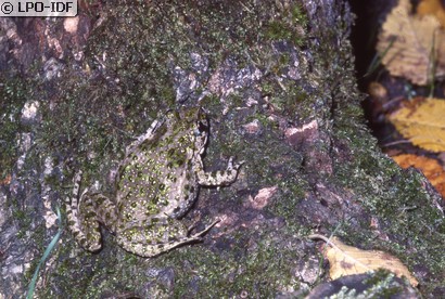 Pélodyte ponctué