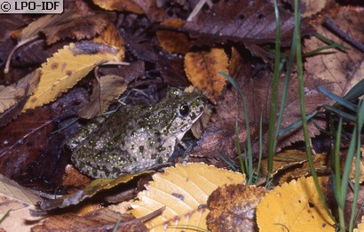 Pélodyte ponctué