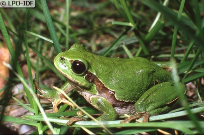 Rainette verte