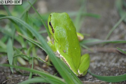 Rainette verte