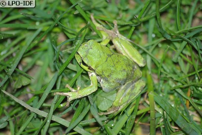 Rainette verte