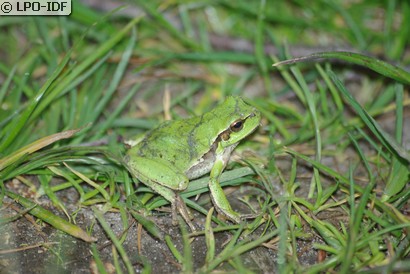 Rainette verte