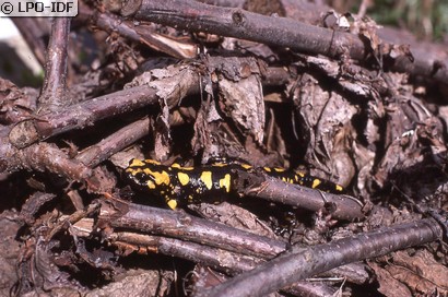 Salamandre de Corse