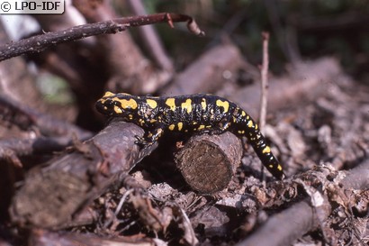 Salamandre de Corse