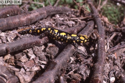 Salamandre de Corse