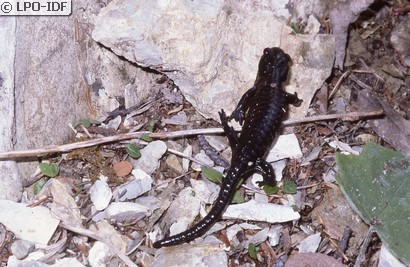 Salamandre noire