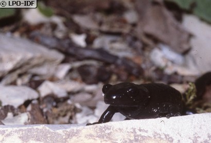Salamandre noire