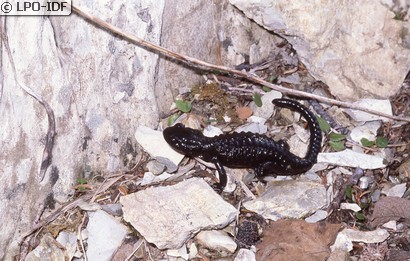 Salamandre noire