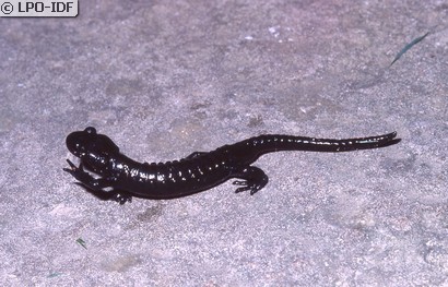 Salamandre noire