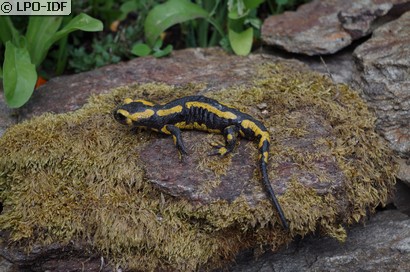 Salamandre tachetée