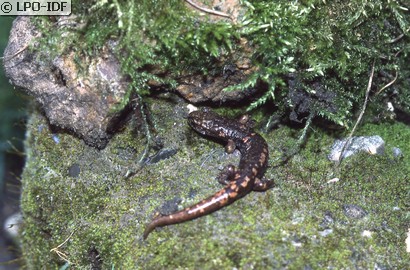 Spélerpès de Strinati