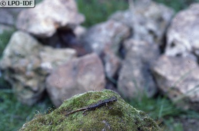 Spélerpès de Strinati