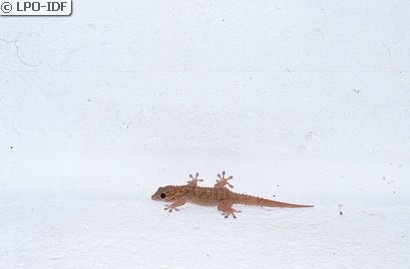 Tarente de Maurétanie