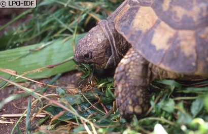 Tortue d'Hermann