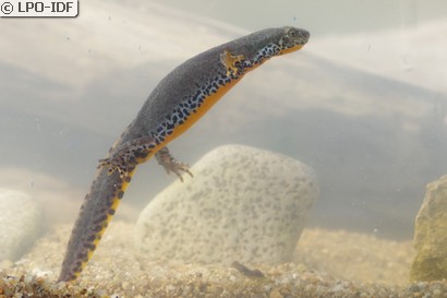 Triton alpestre
