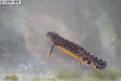 Triton alpestre