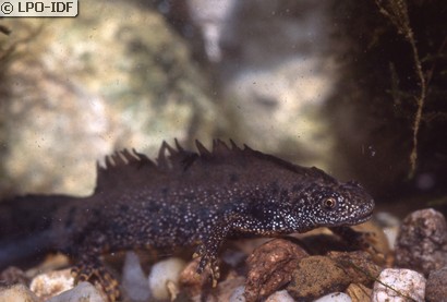 Triton crêté