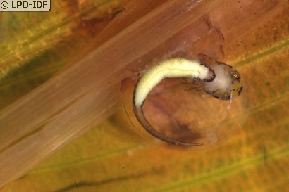 Triton marbré