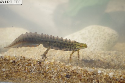 Triton ponctué